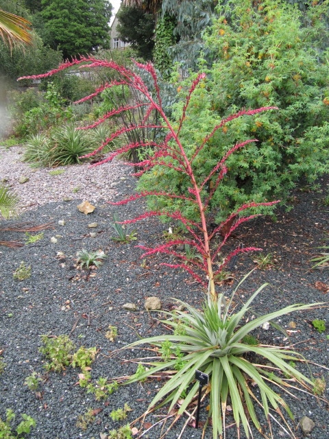 Puya spathacea