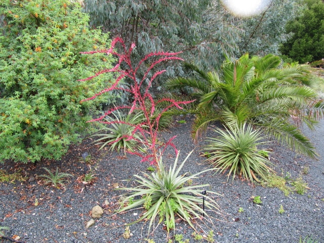 Puya spathacea