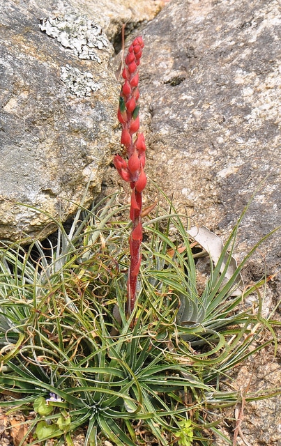Puya tuberosa