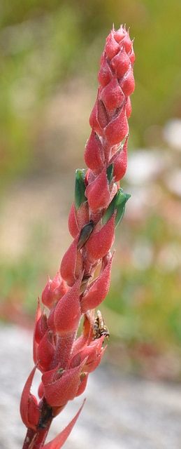 Puya tuberosa