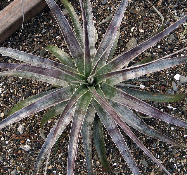 Puya venusta