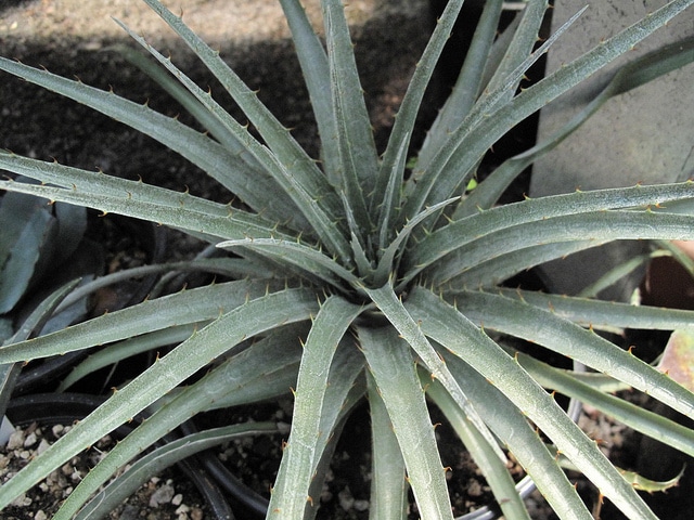 Puya venusta