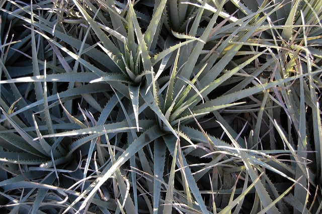 Puya venusta