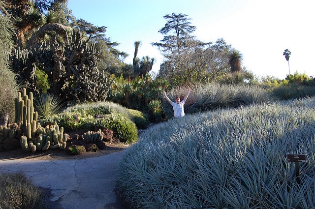 Puya venusta