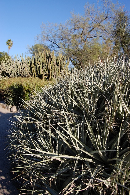 Puya venusta