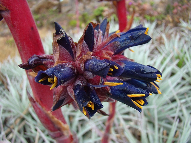 Puya venusta (Puya venusta)