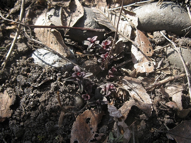 Pycnanthemum flexuosum (Pycnanthemum flexuosum)