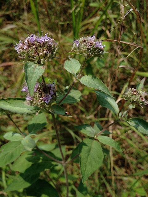 Pycnanthemum incanum