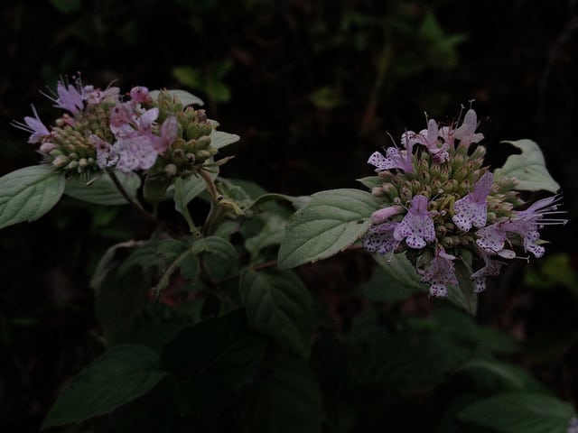 Pycnanthemum incanum