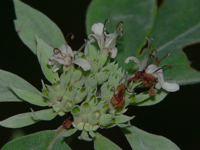 Pycnanthemum incanum