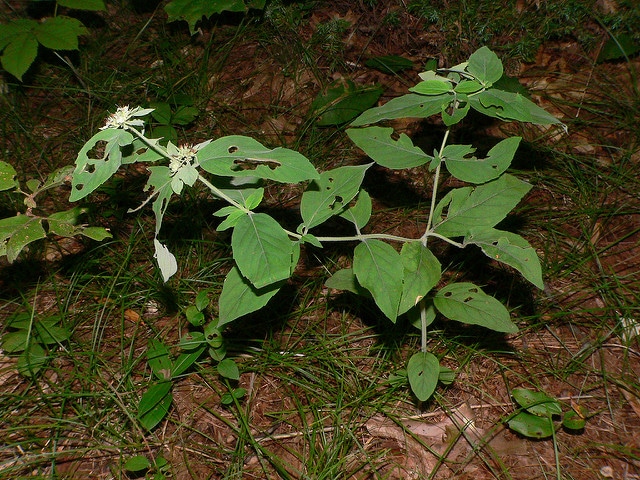 Pycnanthemum incanum