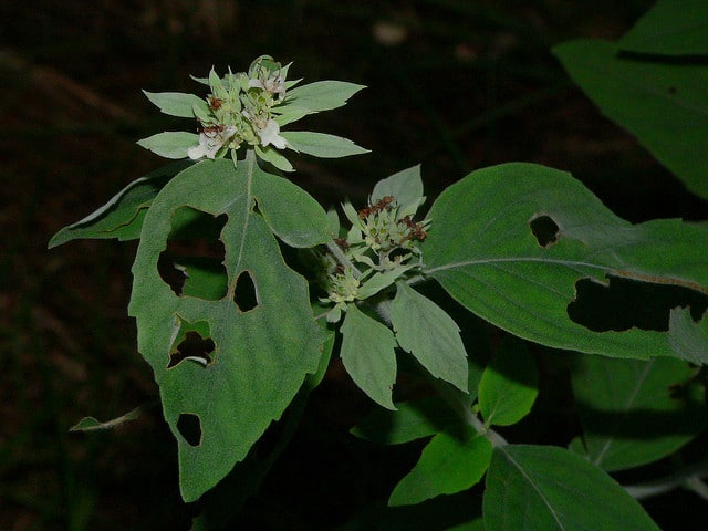 Pycnanthemum incanum