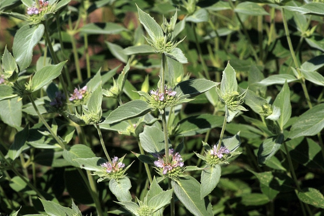 Pycnanthemum incanum (Pycnanthemum incanum)