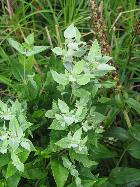 Pycnanthemum muticum