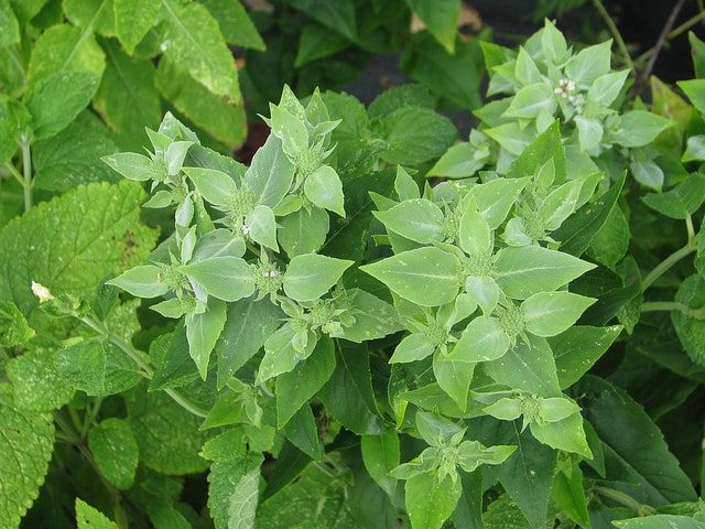 Pycnanthemum muticum