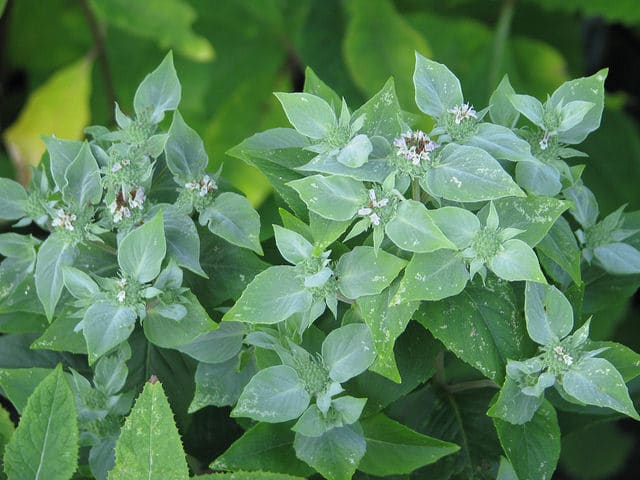 Pycnanthemum muticum