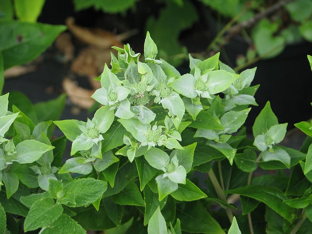 Pycnanthemum muticum