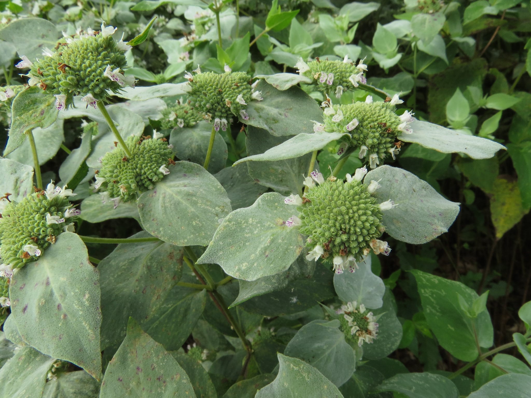 Pycnanthemum muticum