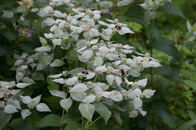 Pycnanthemum muticum (Pycnanthemum muticum)