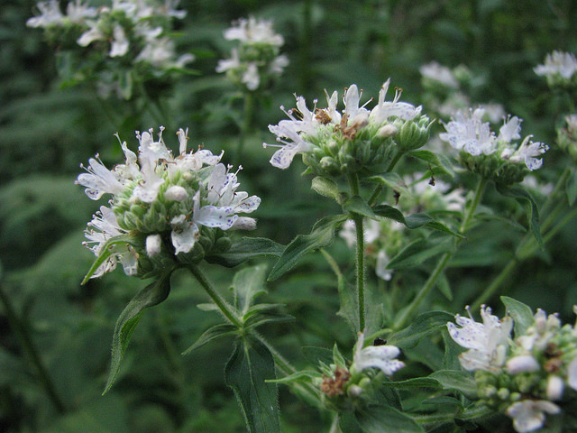 Menthe des montagnes (Pycnanthemum pilosum)
