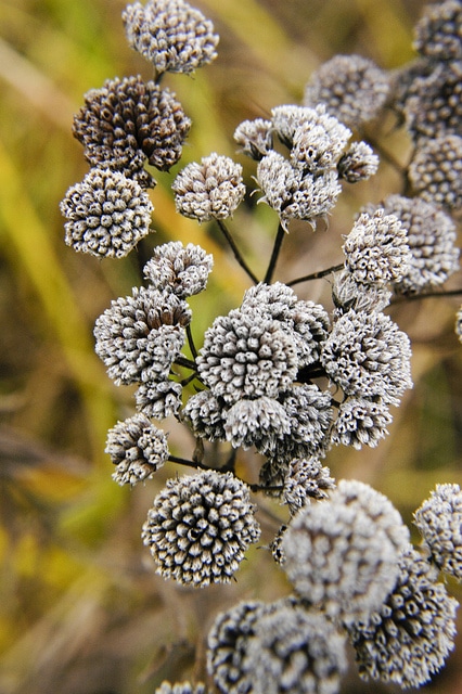 Pycnanthemum virginianum