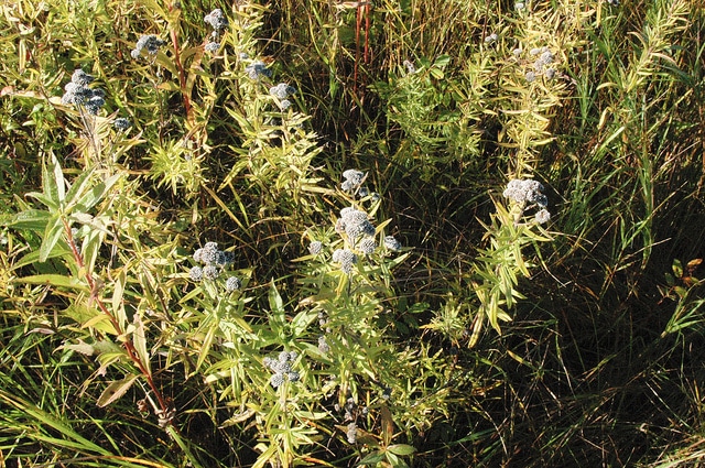 Pycnanthemum virginianum
