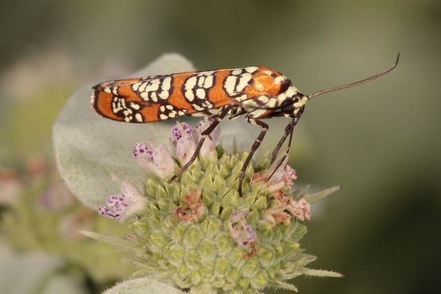 Pycnanthemum virginianum
