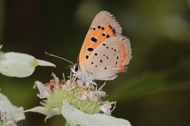 Pycnanthemum virginianum (Pycnanthemum virginianum)