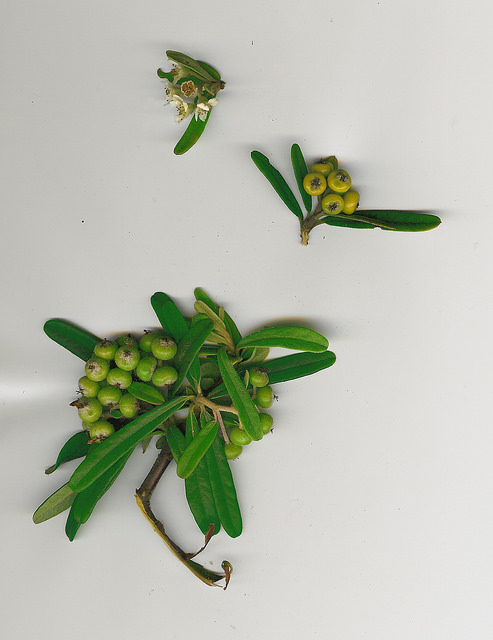 Pyracantha angustifolia