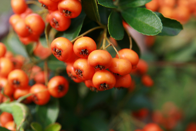 Buisson ardent