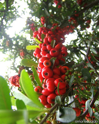 Buisson ardent