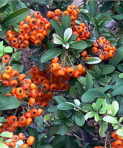 Buisson ardent