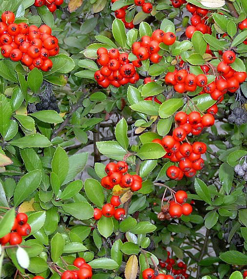 Buisson ardent