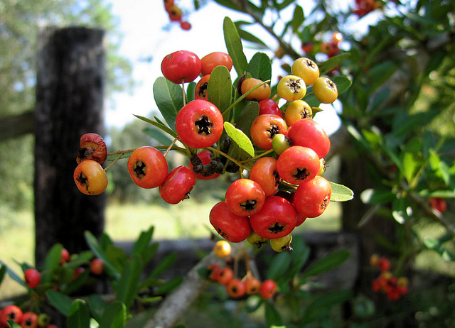 Buisson ardent