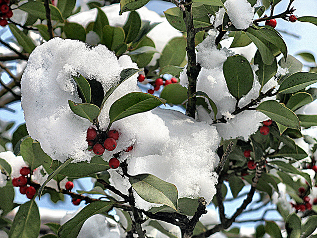 Buisson ardent (Pyracantha coccinea)