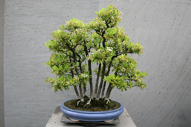 Pyracantha crenulata (Pyracantha crenulata)