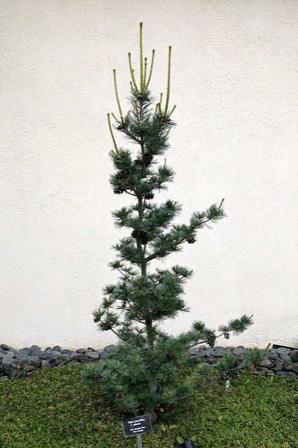 Pyracantha crenulata