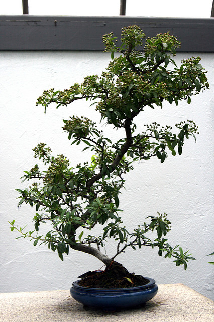 Pyracantha crenulata