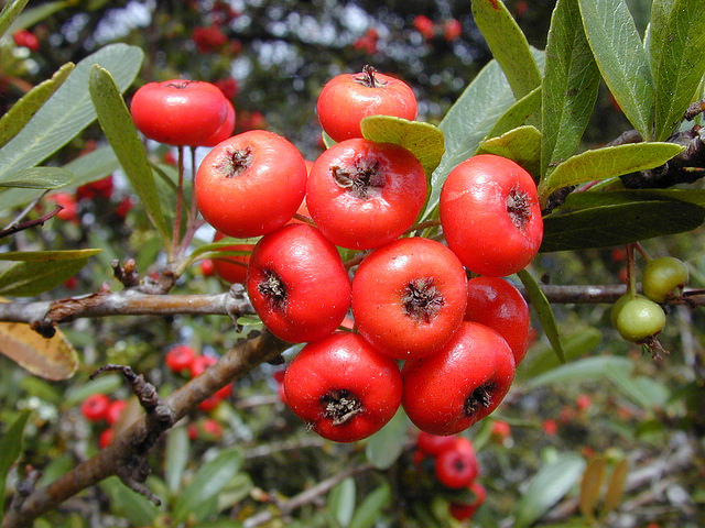 Pyracantha koidzumii