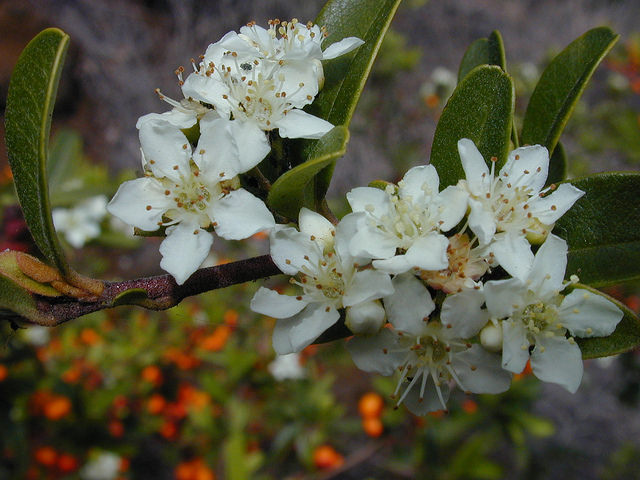 Pyracantha koidzumii