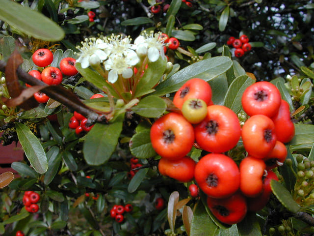 Pyracantha koidzumii