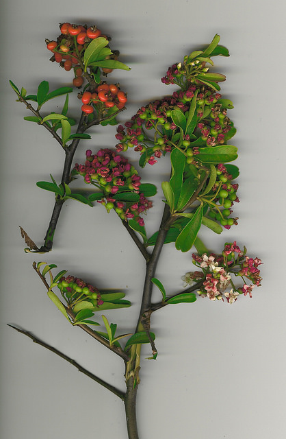 Pyracantha koidzumii