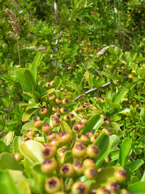 Pyracantha koidzumii