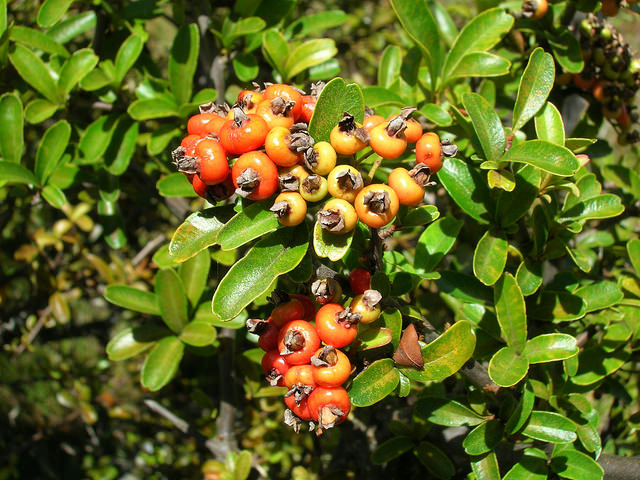 Pyracantha koidzumii (Pyracantha koidzumii)