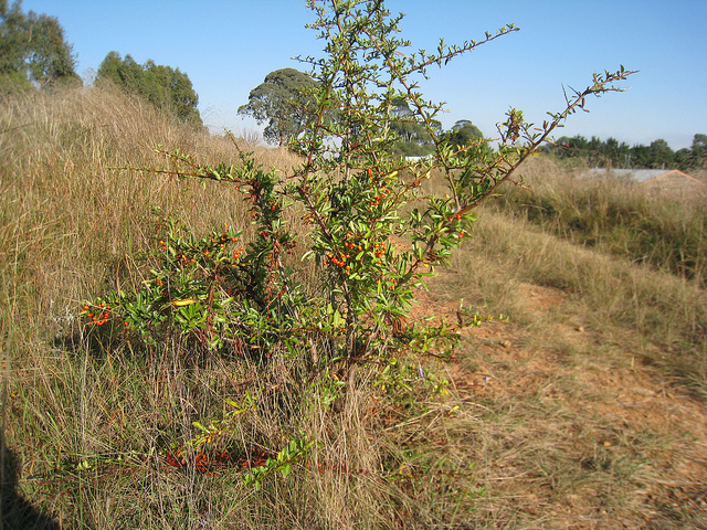 Pyracantha rogersiana