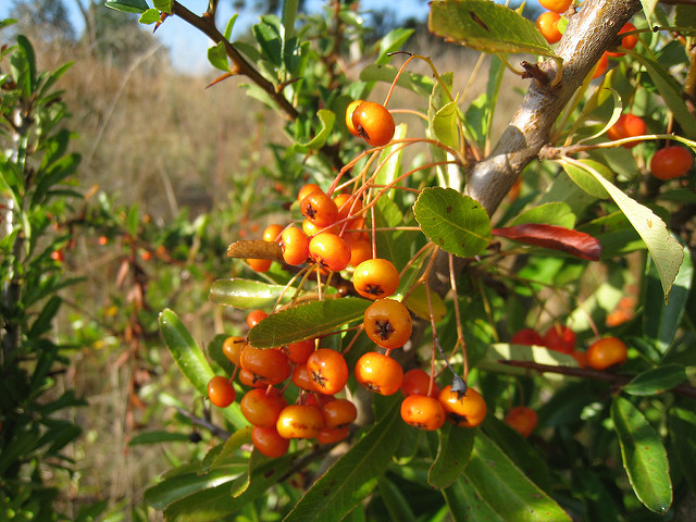 Pyracantha rogersiana (Pyracantha rogersiana)