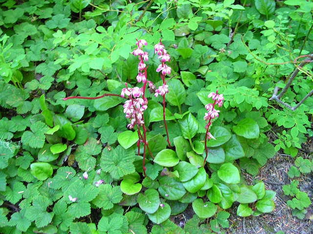 Pyrola asarifolia (Pyrola asarifolia)