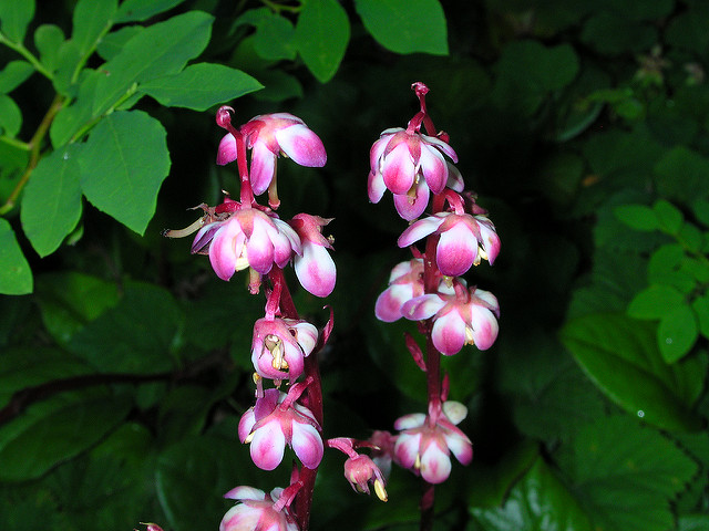 Pyrola asarifolia