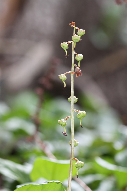 Pyrola asarifolia