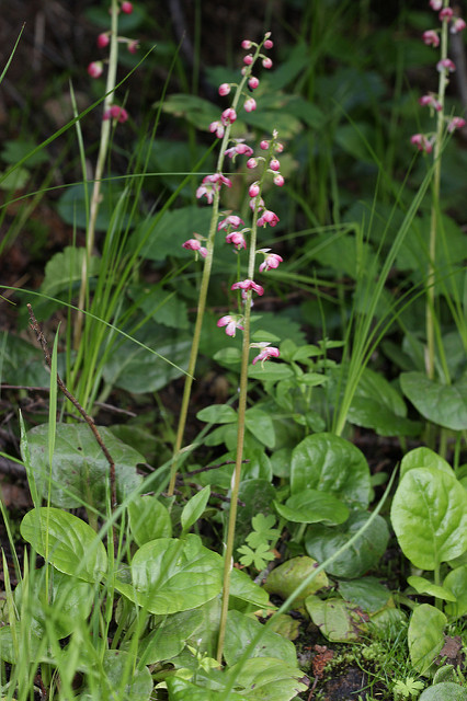Pyrola asarifolia